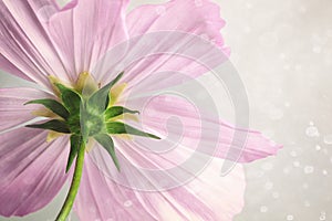 Pink cosmos flower with soft blur background