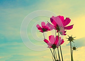 Pink Cosmos flower, Vintage stye