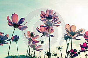 Pink Cosmos flower, Vintage stye