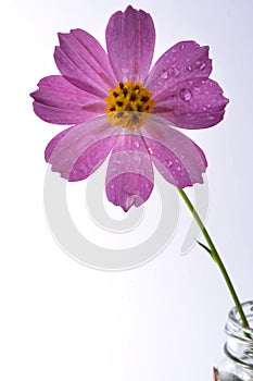 Pink Cosmos flower on white