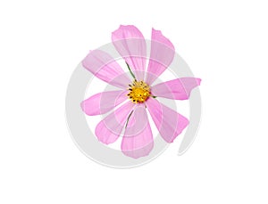 Pink cosmos flower on white background