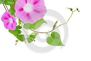 Pink cosmos flower on white background