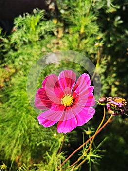 Pink cosmos flower with yellow centre