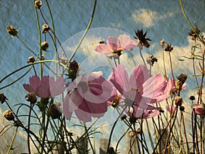 Pink cosmos flowers against blue sky with white clouds. Summer in village.