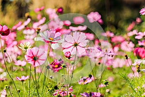 Pink cosmos flowers against the bright blue sky.