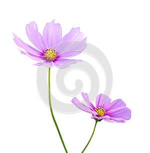 Pink Cosmos flowers Cosmos Bipinnatus isolated on white background, path