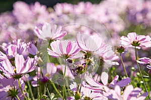 Pink cosmos flowers blooming