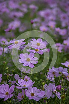 Pink cosmos flowers blooming