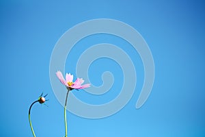 Pink cosmos flowers blooming on bright blue sky background