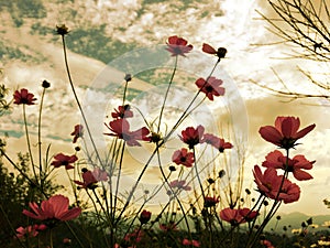 Pink cosmos flowers blooming in the garden with soft sunlight of sky