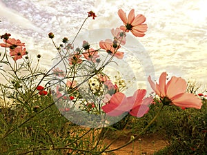 Pink cosmos flowers blooming in the garden with soft sunlight of sky