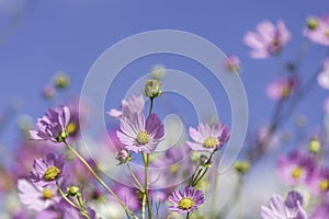 Pink Cosmos flowers blooming in the sunshine close-up of flowers