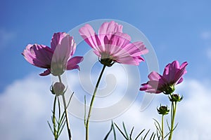 pink cosmos flowers and Blue sky