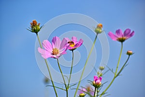 Pink Cosmos flowers and blue sky