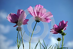 Pink cosmos flowers on blue sky background