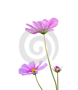 Pink Cosmos flowers Cosmos Bipinnatus isolated on white background, path