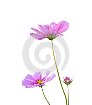 Pink Cosmos flowers Cosmos Bipinnatus isolated on white background, path photo