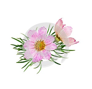 Pink cosmos flowers in a floral arrangement photo