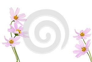 Pink cosmos flowers in a floral arrangements isolated on white
