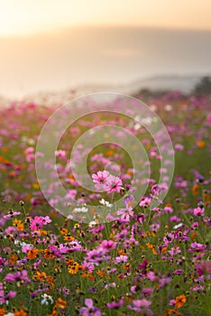 Pink cosmos flowers in flower fields at sunset