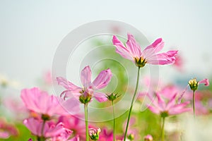 Pink cosmos flowers in garden