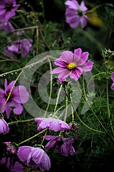 pink cosmos flowers in the garden and black background