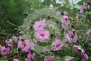 pink cosmos flowers in the garden and black background