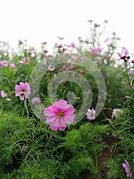 Pink cosmos flowers in the garden and black background