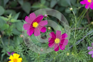 Pink Cosmos flowers in the garden, Cosmos Bipinnatus