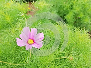 Pink Cosmos flowers in the garden and green leaves background.