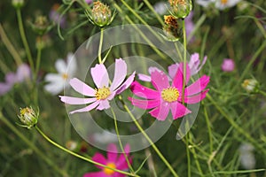 Pink cosmos flowers look like chamomile