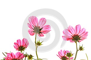 Pink cosmos on isolated background