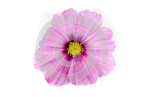 Pink Cosmos Isolated on White Background