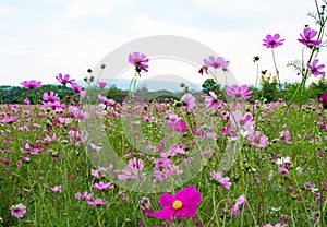 Pink cosmos in the park among a beautiful day