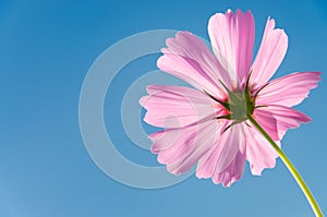 Pink Cosmos and sky