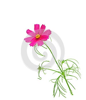 Pink Cosmos sonata