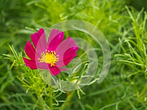 Pink cosmos sulphureus flower on nature background