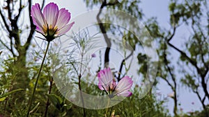 Pink cosmos swaying in the wind