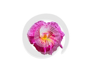 Pink Costus flower isolated on white background