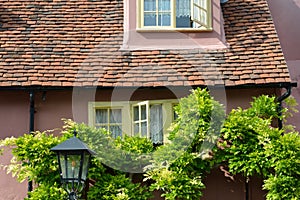 Pink cottage with trees