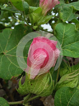 Pink cotton flower. firstly it grew in yellow colour then it turn in lite pink then it become cotton boll. photo