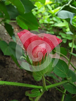 Pink cotton flower. firstly it grew in yellow colour then it turn in lite pink then it become cotton boll. photo