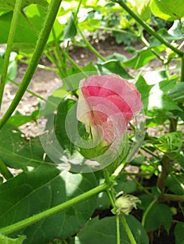 Pink cotton flower. firstly it grew in yellow colour then it turn in lite pink then it become cotton boll. photo