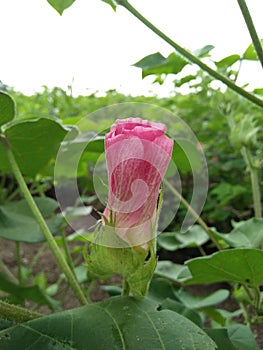 Pink cotton flower. firstly it grew in yellow colour then it turn in lite pink then it become cotton boll. photo