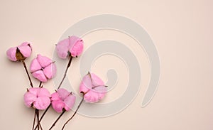 Pink cotton flower on pastel beige paper background, overhead. Minimalism flat lay composition, copy space