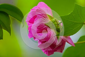 Pink cotton rose on the branch