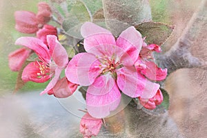 Pink crab apple blossoms with soft texture background