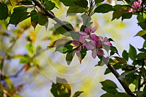 Pink crab-apple blossoms on tree branch