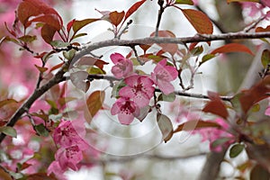 Pink Crab apple flowers on arching branches