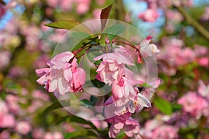 Pink crabapple flower with green leaves blossoms
